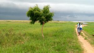 a tree for you togo